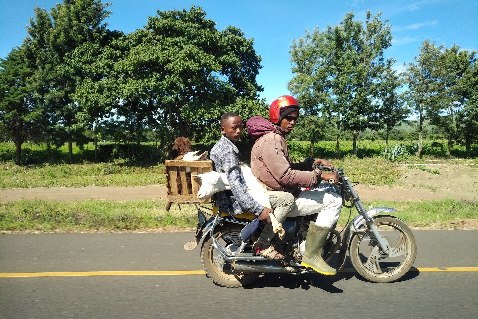 Livestock run — rural Tanzania